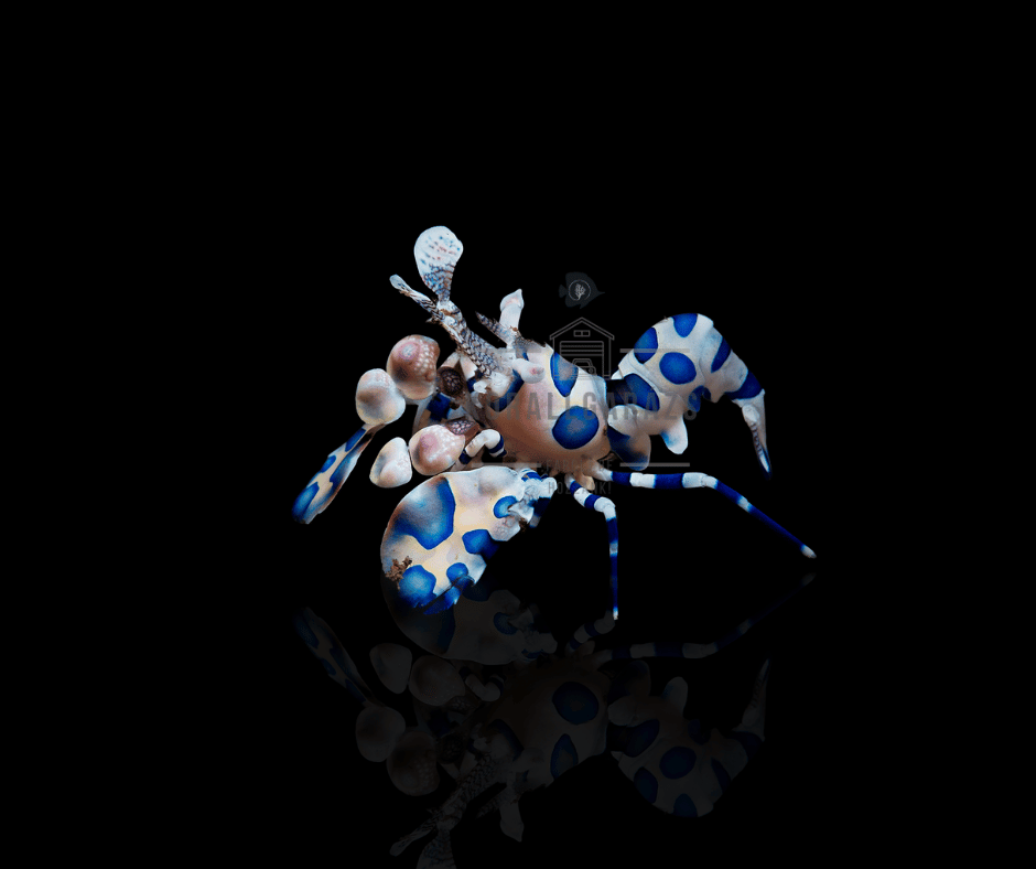 Hymenocera Elegans